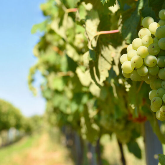 news connubio di vino